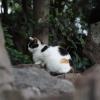 SONY DSC